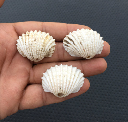 Genuine White Scallop Shell,3 Pieces Sea Shell, Size 34x27-36x28 MM Making Nautical Jewelry, Sold Individually Shells Beach, White Shell