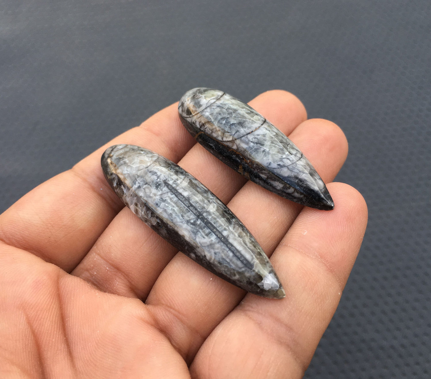 ORTHOCERAS FOSSIL Cabochons,Extra Large 2 Piece Natural Orthoceras Fossil Snakeskin Smooth Cabs,Size 16x55-16x58 MM Organic Fossil Stone