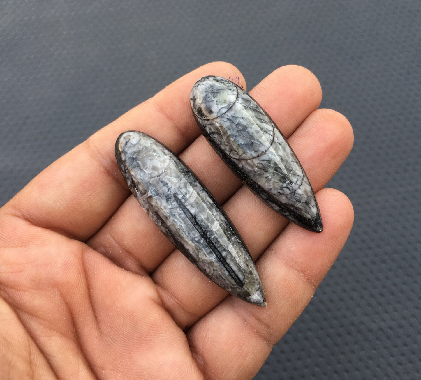 ORTHOCERAS FOSSIL Cabochons,Extra Large 2 Piece Natural Orthoceras Fossil Snakeskin Smooth Cabs,Size 16x55-16x58 MM Organic Fossil Stone