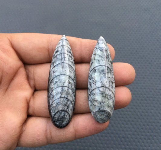 New Arrival 2 Pieces AAA Quality Smooth Cabochons Natural Orthoceras Fossil Cabochons Smooth Cabs Size 18x56-18x61 MM Smooth beautiful Cabs