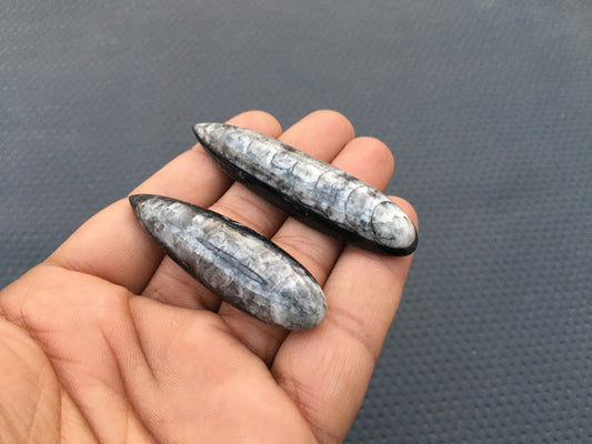 Prominent Gemstone 2 Pieces Natural Orthoceras Fossil Snakeskin Smooth Cabs,Size 16x57-17x68 MM Fossil Stone Macrame Wire Wrapped Jewelry